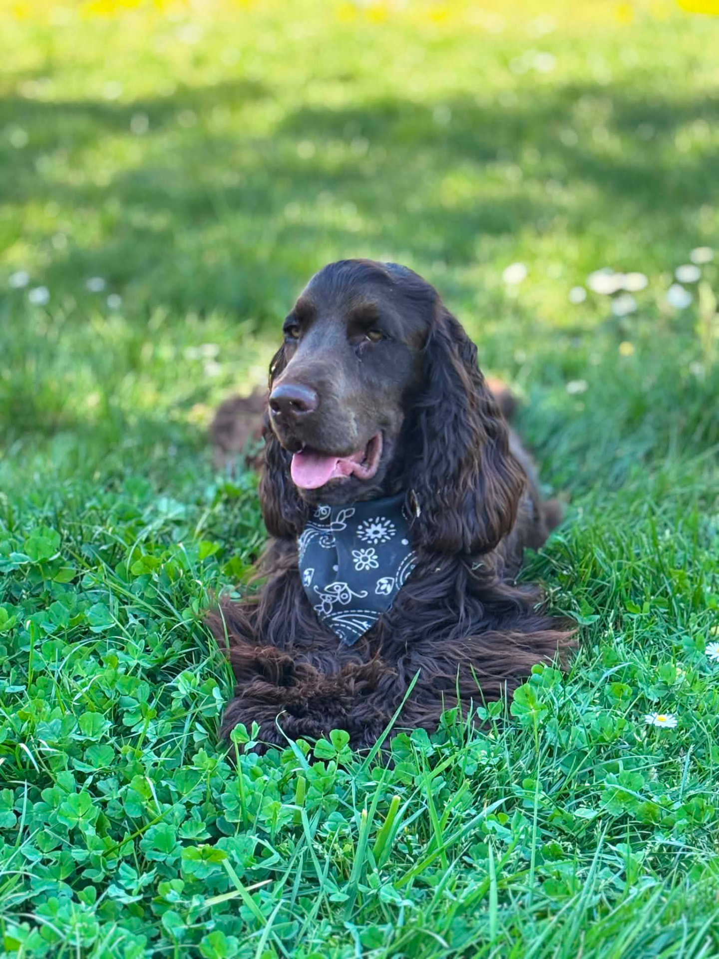 Cocker anglais brun allongé dans l'herbe lors d'un cours individuel d'éducation canine