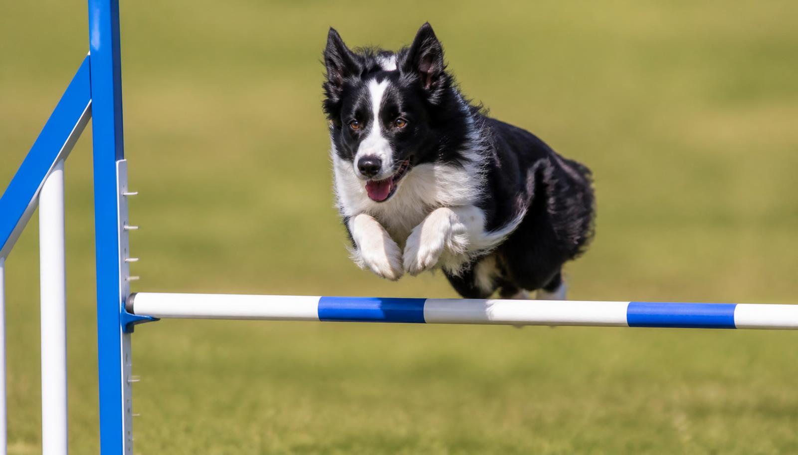 Border Collie franchissant avec fluidité un obstacle d'agility