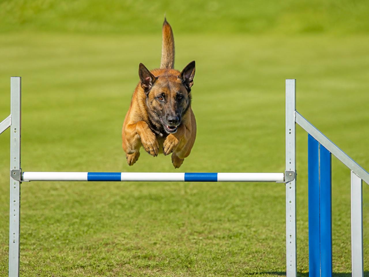 Chien franchissant un obstacle d'agility sur un terrain d'entraînement herbeux