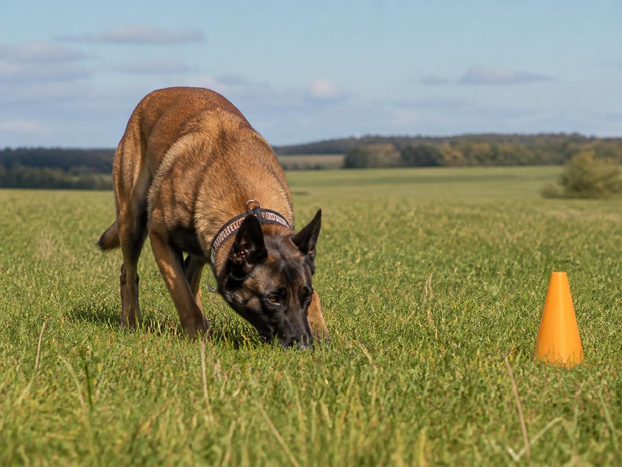Chien en exercice de pistage, truffe au sol, sur un grand terrain herbeux