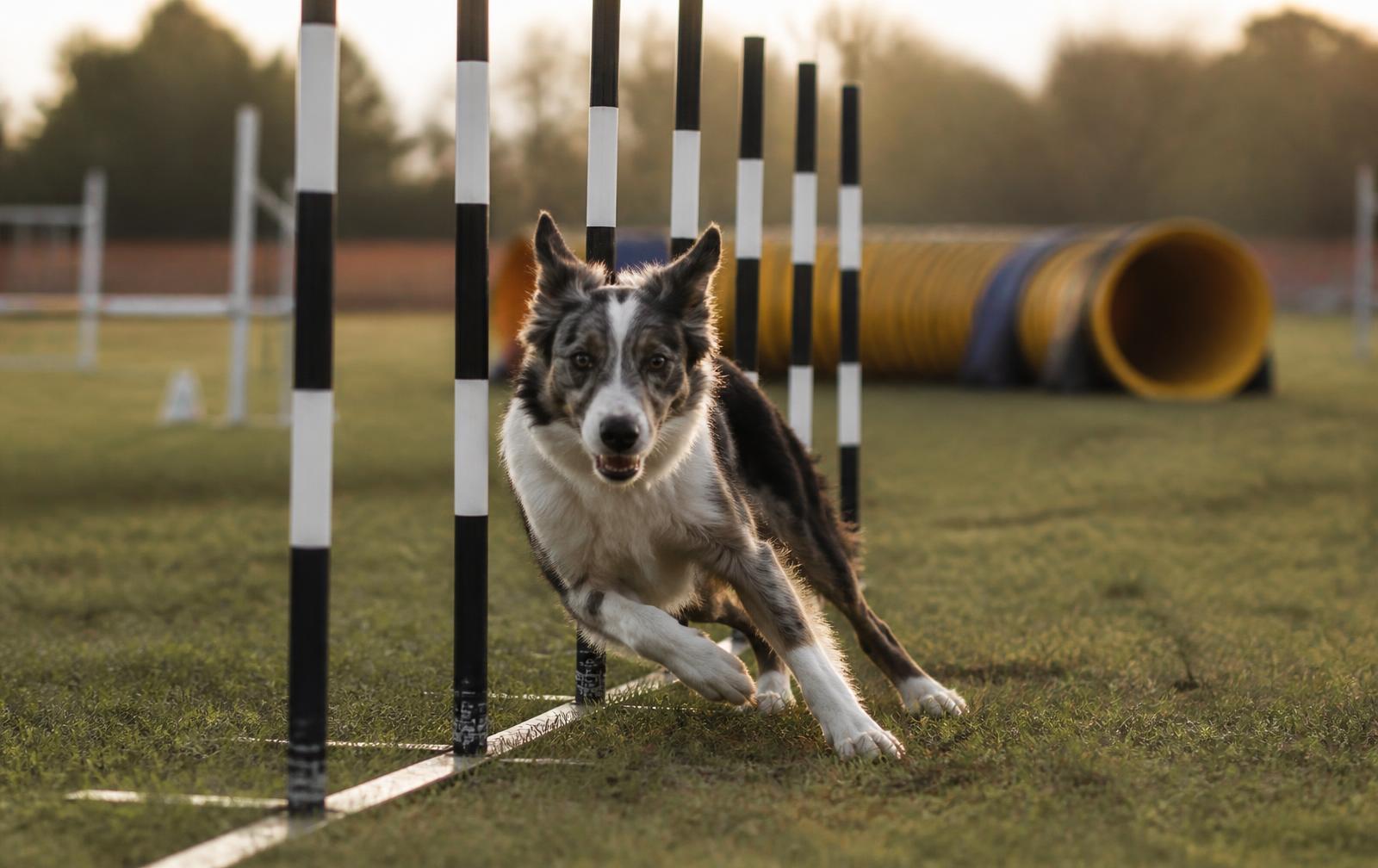 Chien en plein slalom sur un parcours d'agility en extérieur