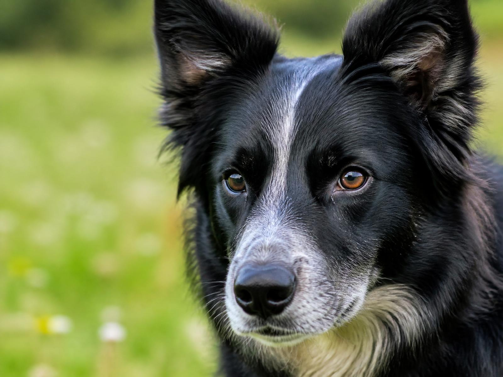 Chien concentré pendant un travail comportemental