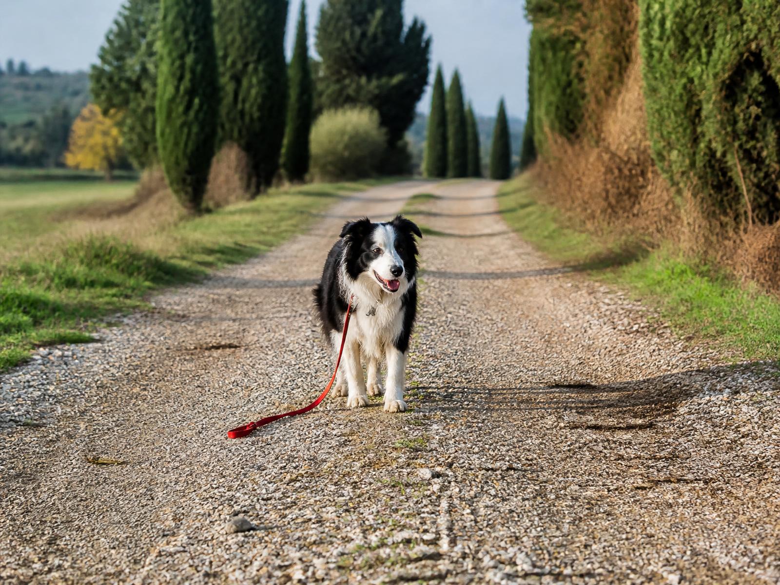 Chien en exercice de marche en laisse en extérieur