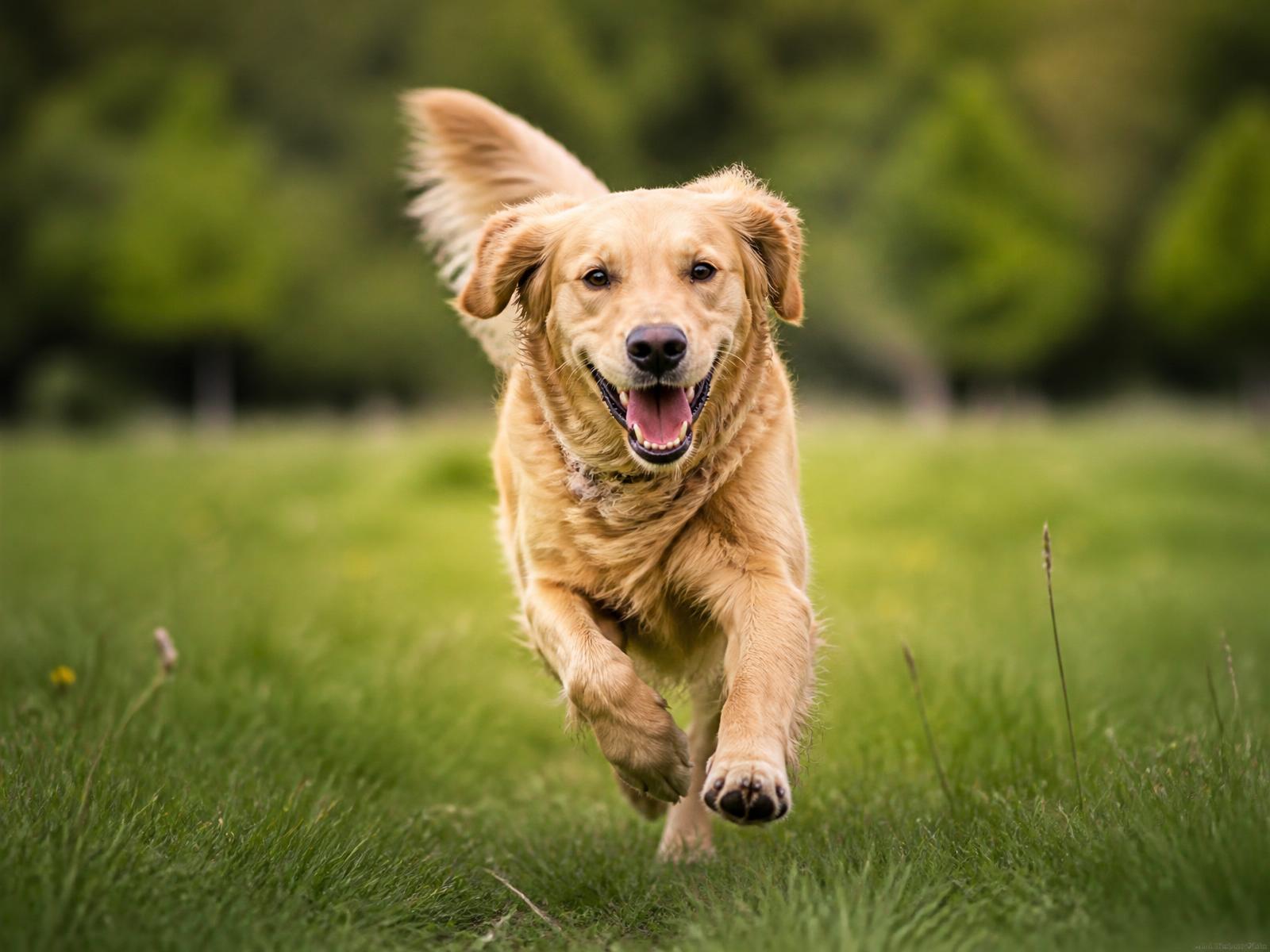 Comment apprendre le rappel à son chien ?